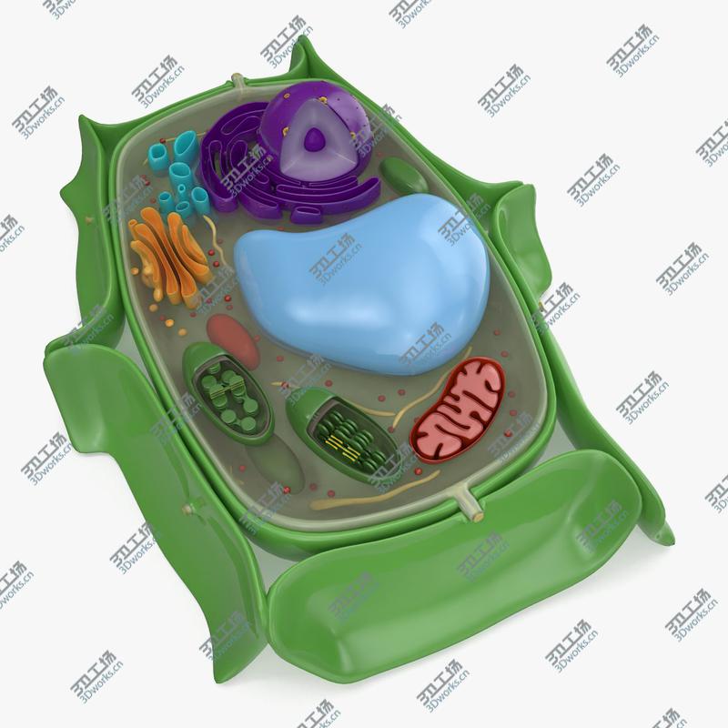 images/goods_img/2021040231/Plant Cell model/1.jpg